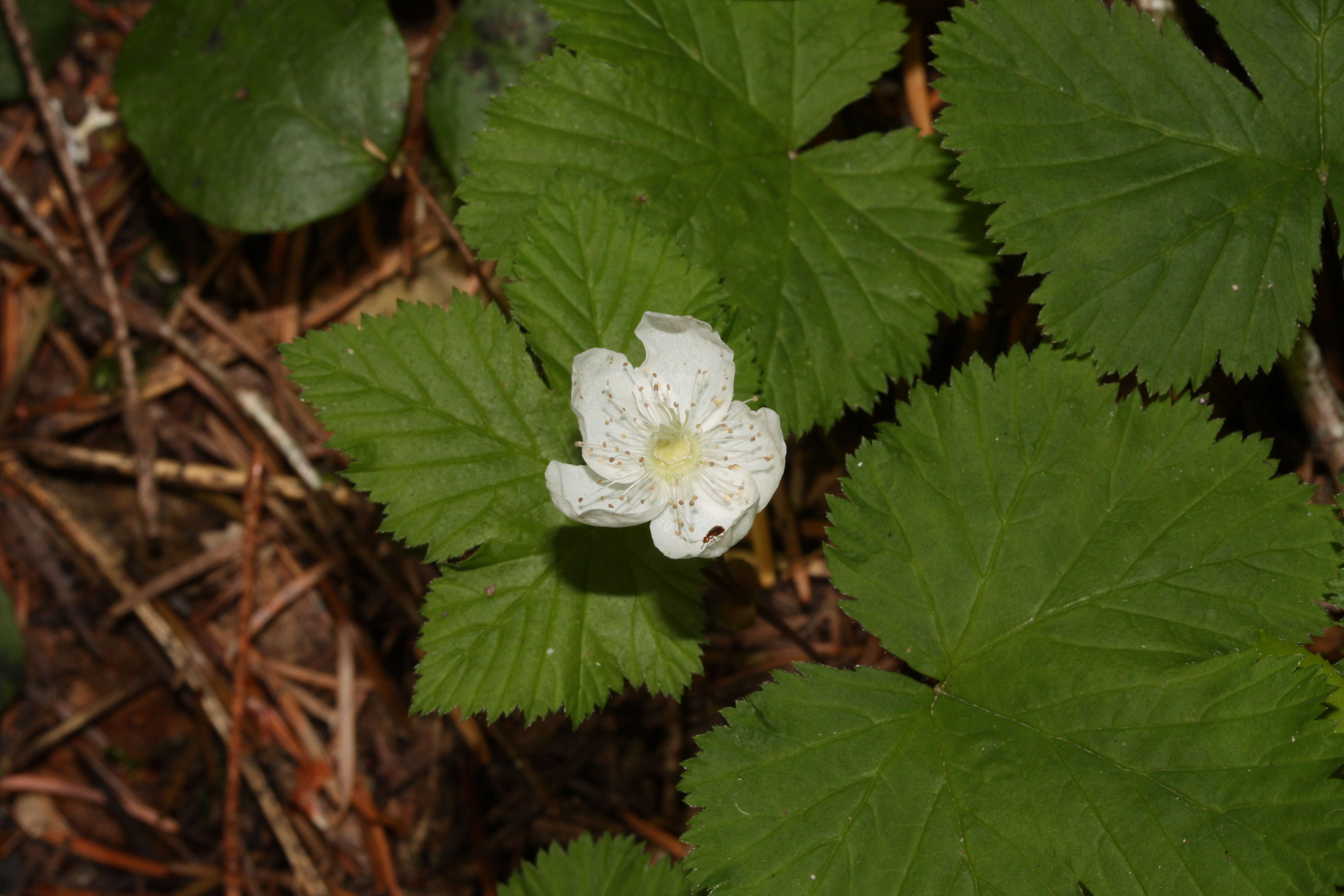 Image of roughfruit berry