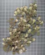 Brickellia veronicifolia (Kunth) A. Gray的圖片