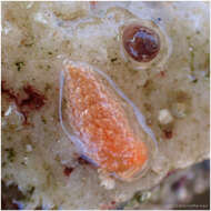 Image of Anteaeolidiella chromosoma (Cockerell & Eliot 1905)