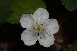 Image of roughfruit berry