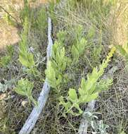 Image of velvety goldenrod