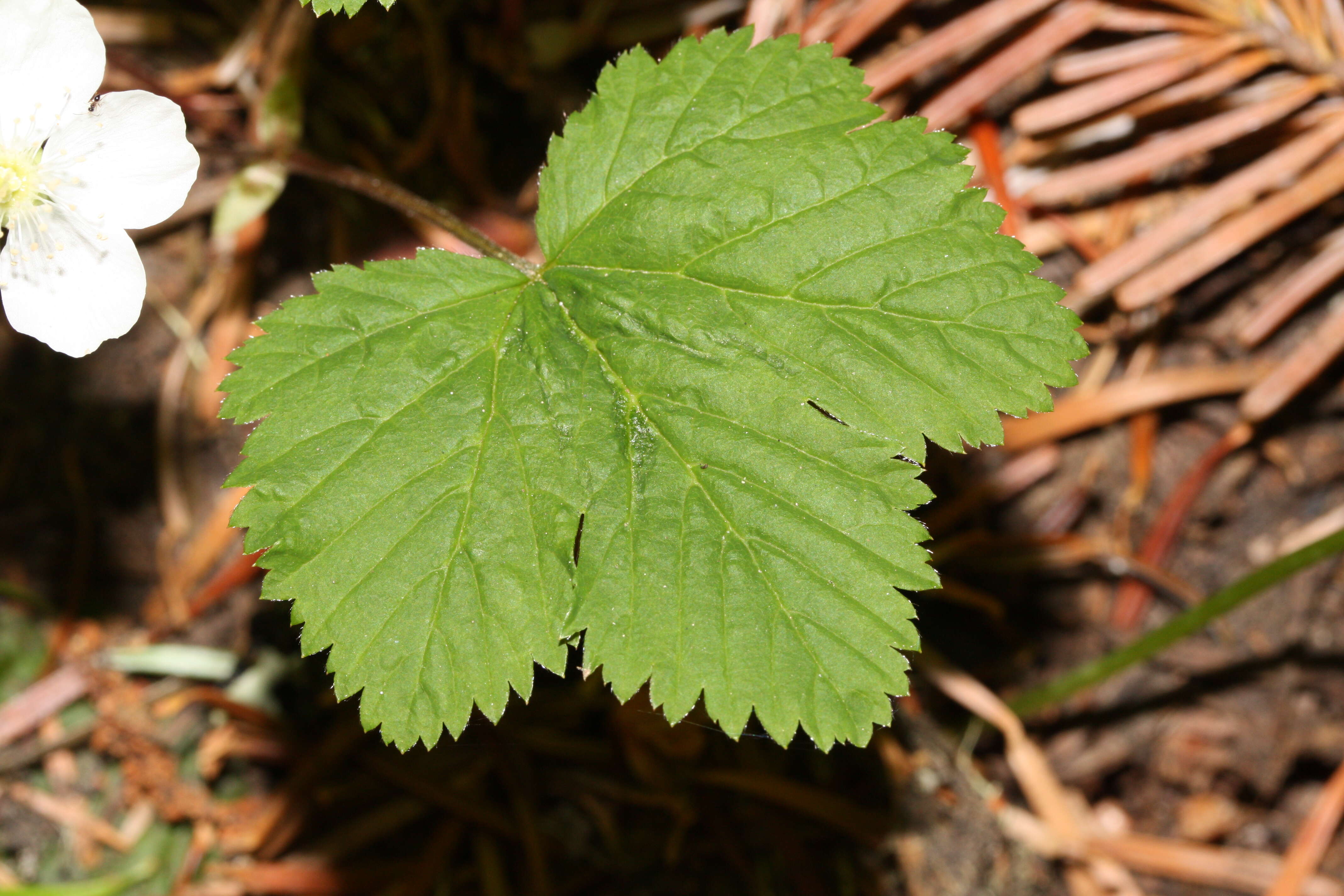 Image of roughfruit berry