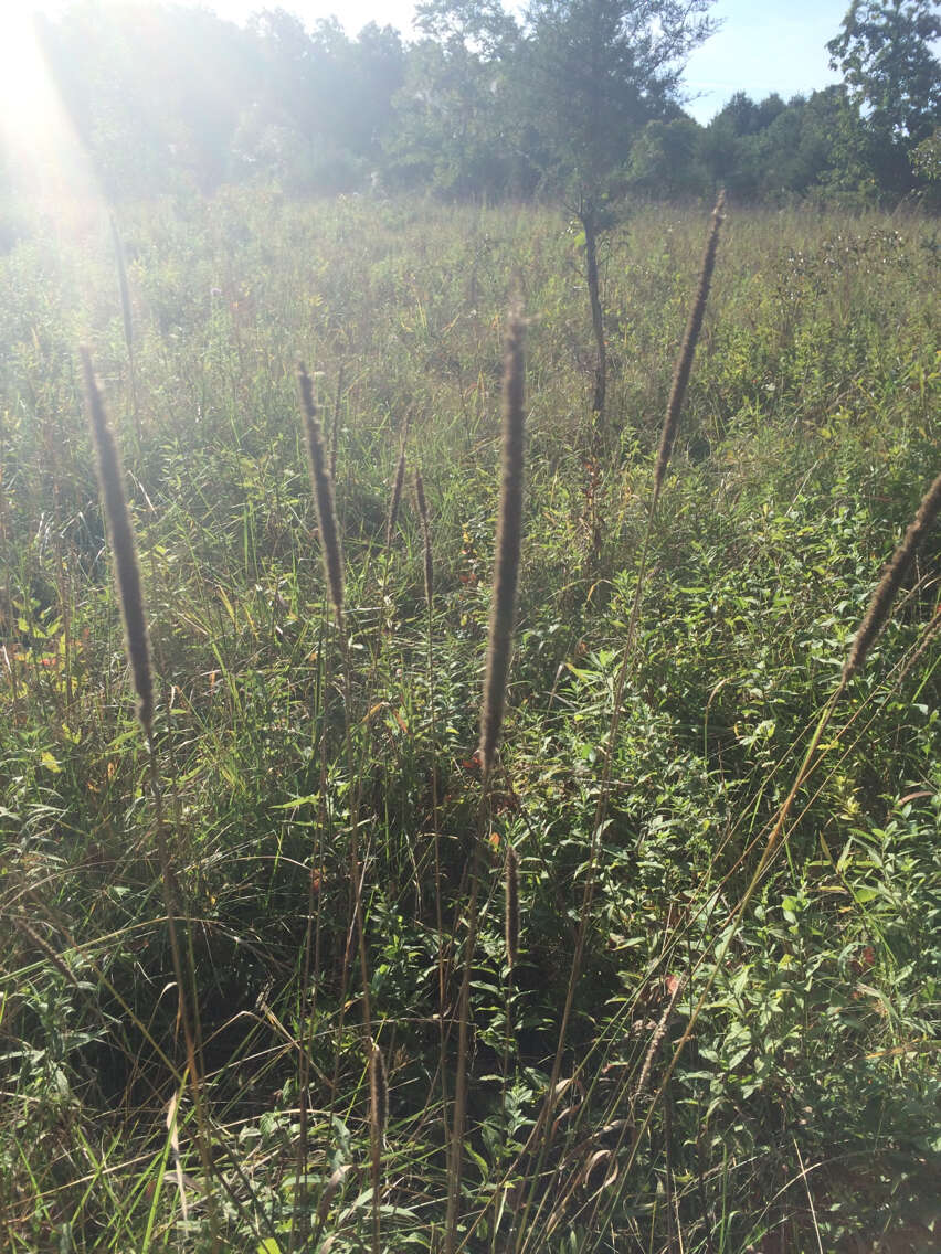 Image of Phleum pratense subsp. pratense