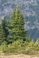 Image of Mountain Hemlock