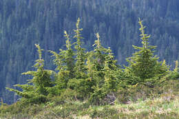 Image of Mountain Hemlock