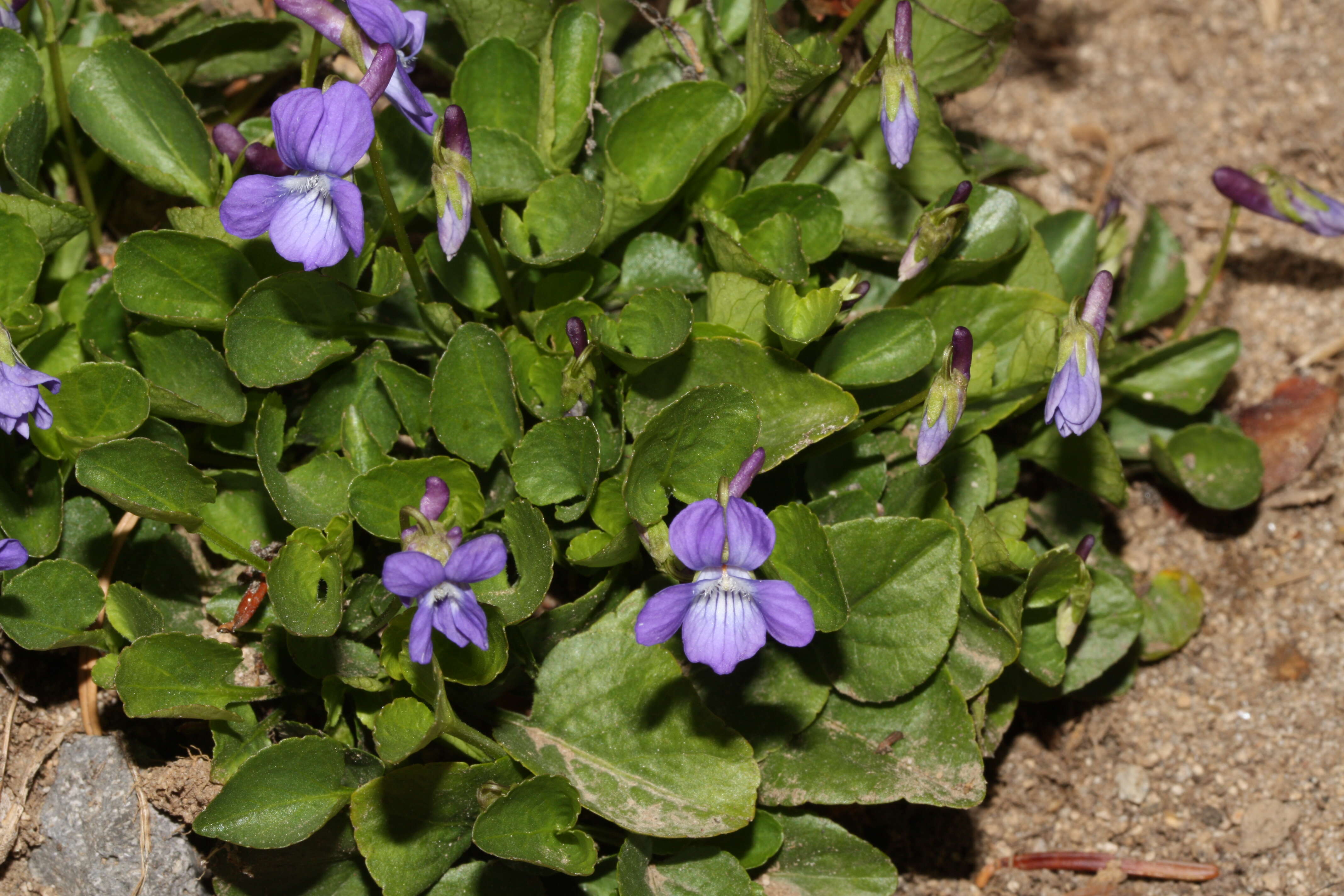 Image of Early Blue (Hook) Violet