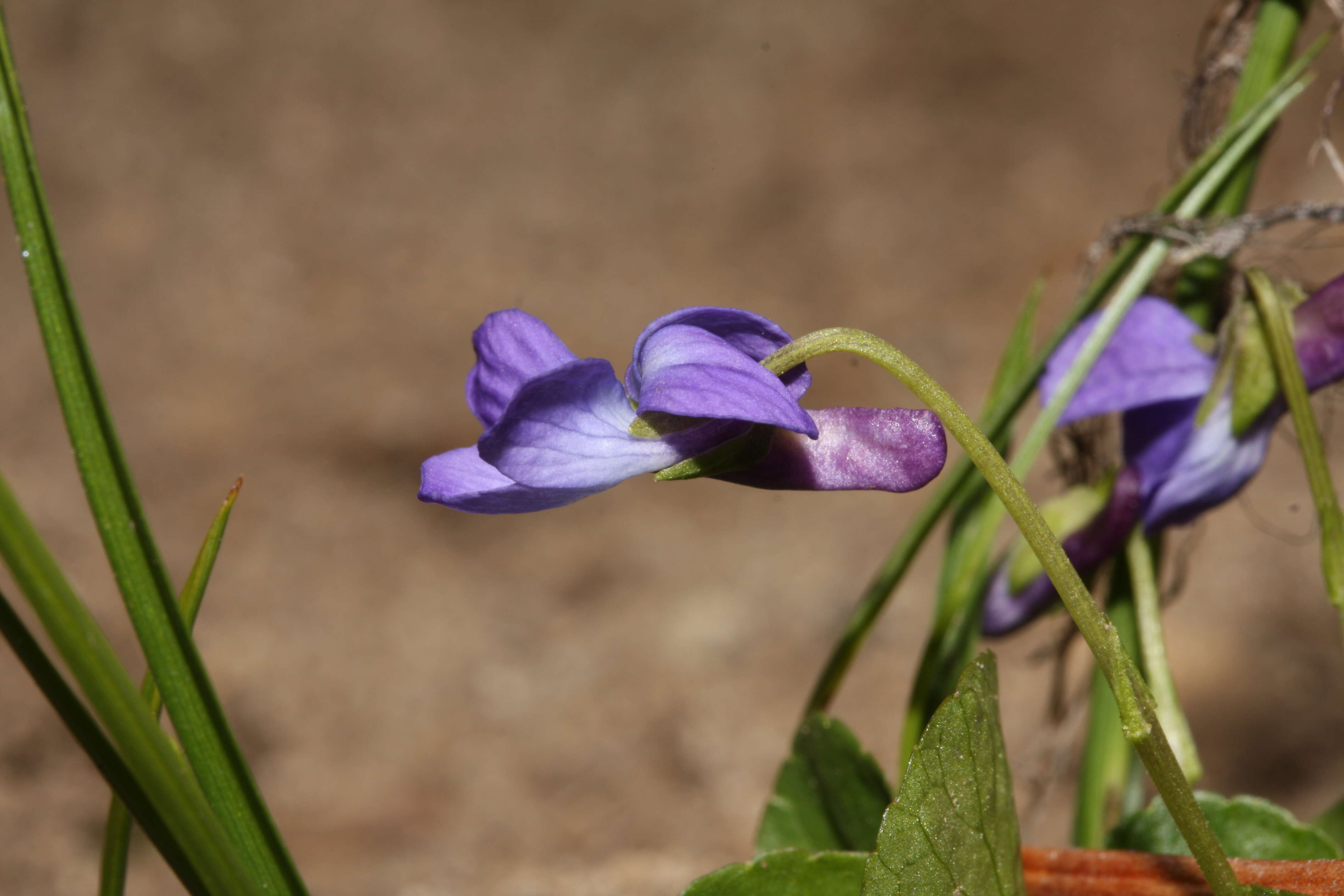 Image of Early Blue (Hook) Violet