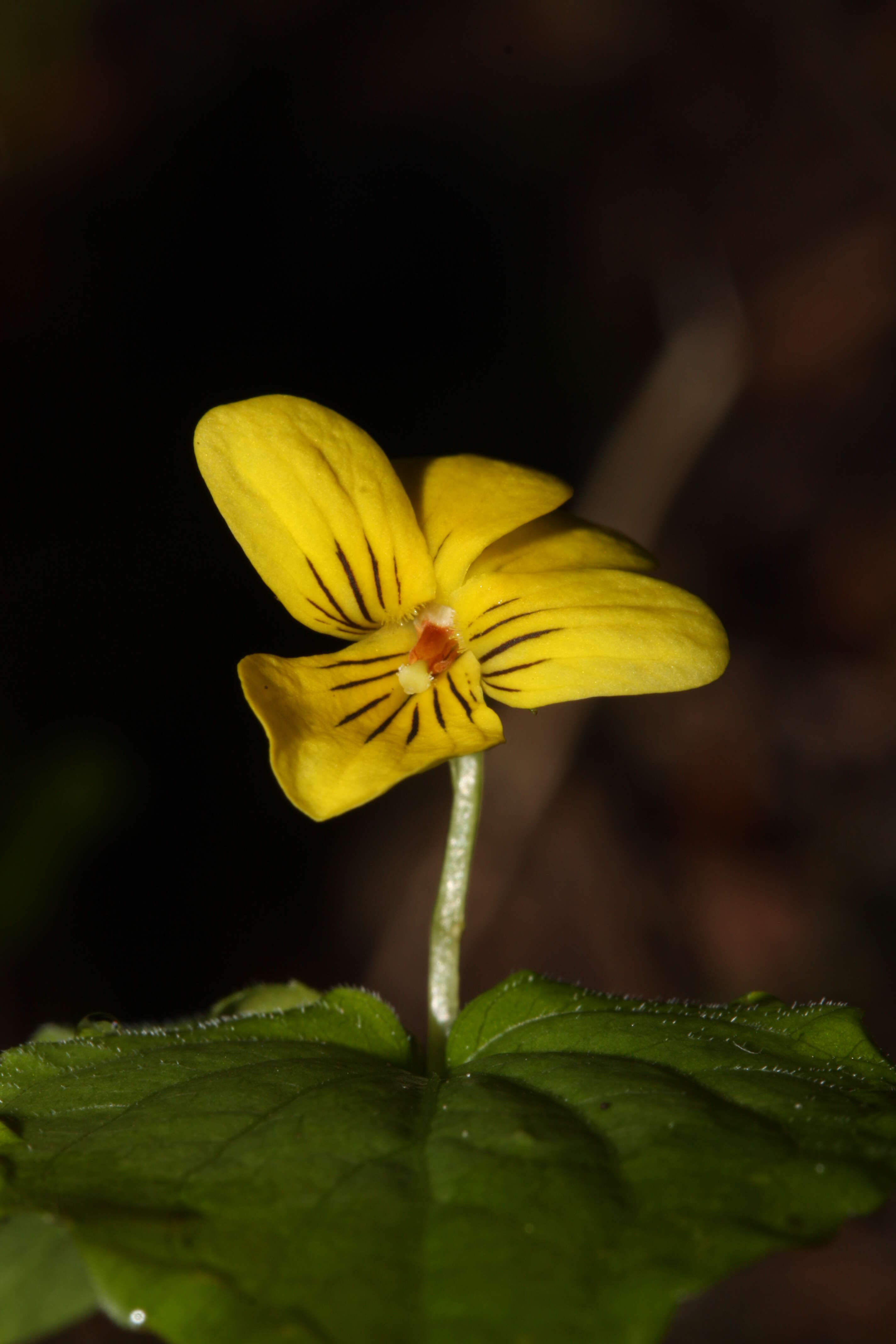 Image of Pioneer Violet