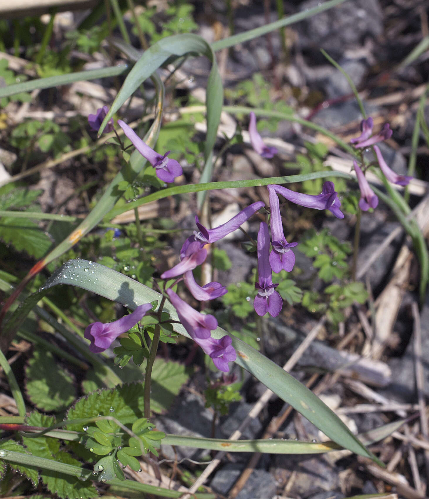 Image of Corydalis decumbens (Thunb.) Pers.