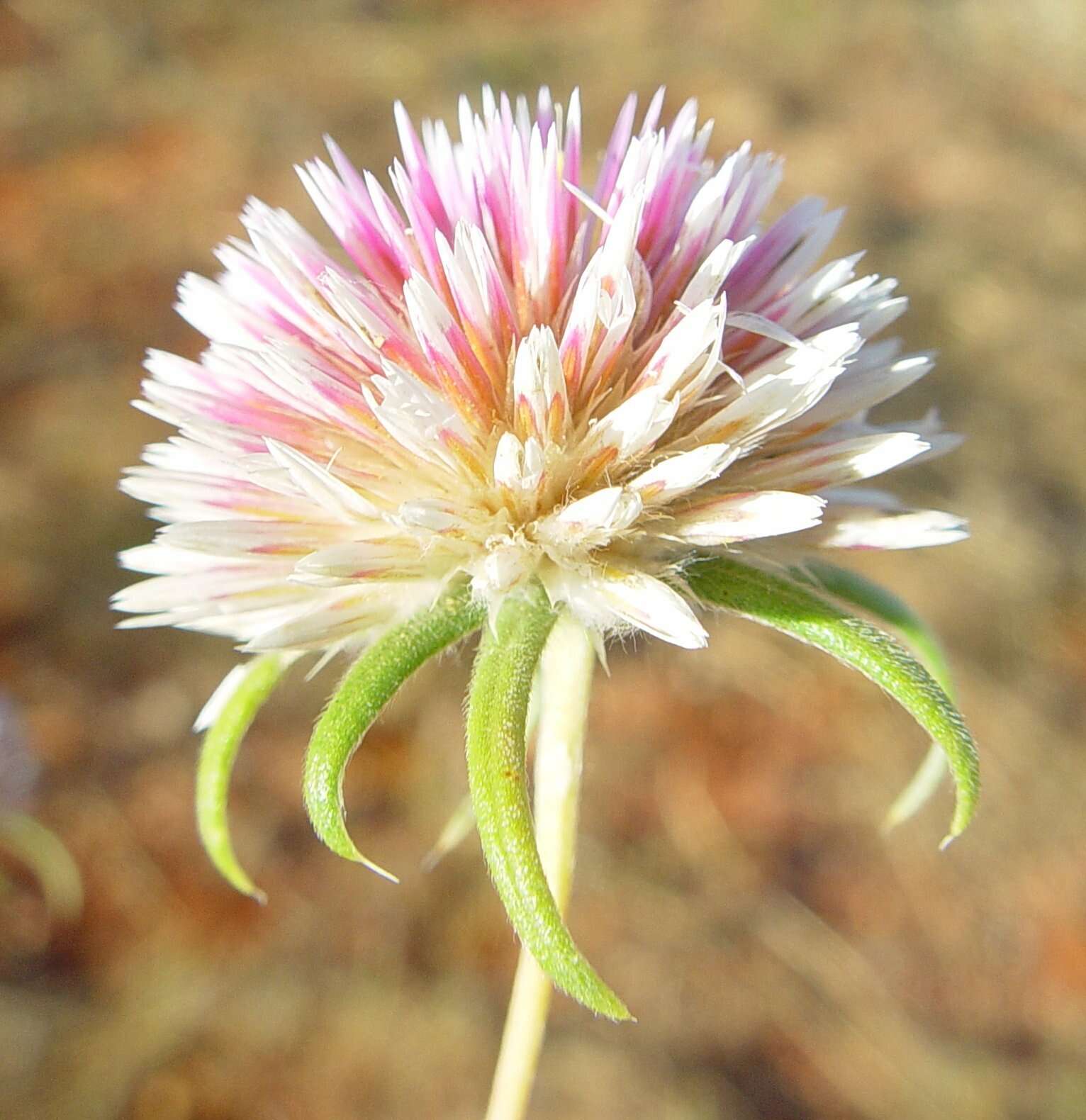 Image of Gomphrena canescens subsp. canescens