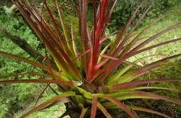 Image of Tillandsia calothyrsus Mez