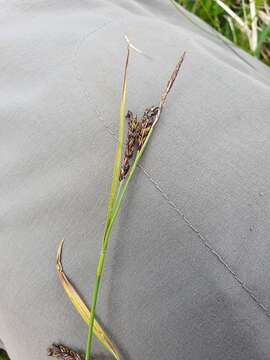 Image de Carex ferruginea Scop.