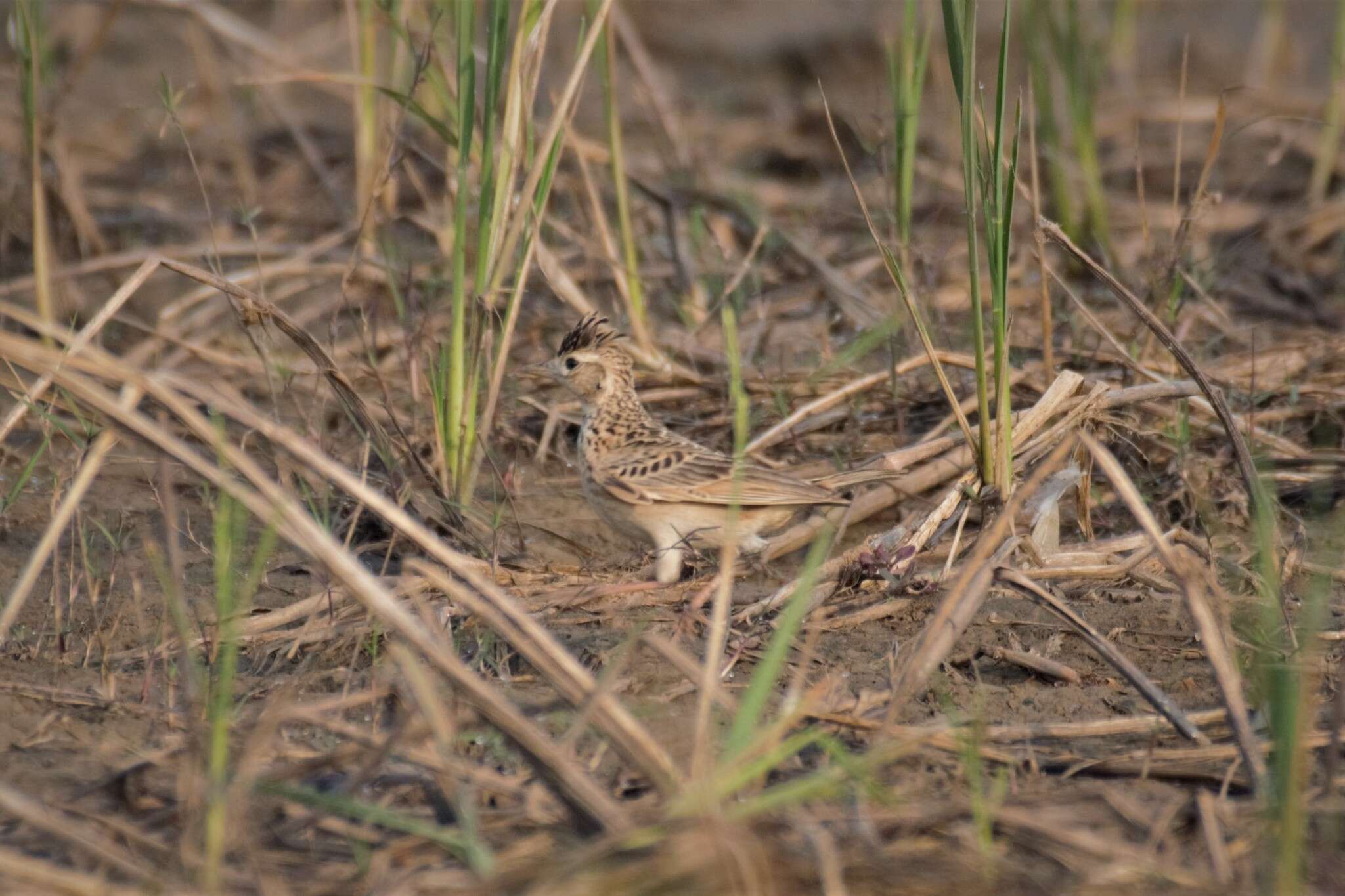 Image of Sykes's Lark