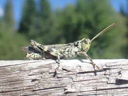 Image of Pine Tree Spur-throat Grasshopper