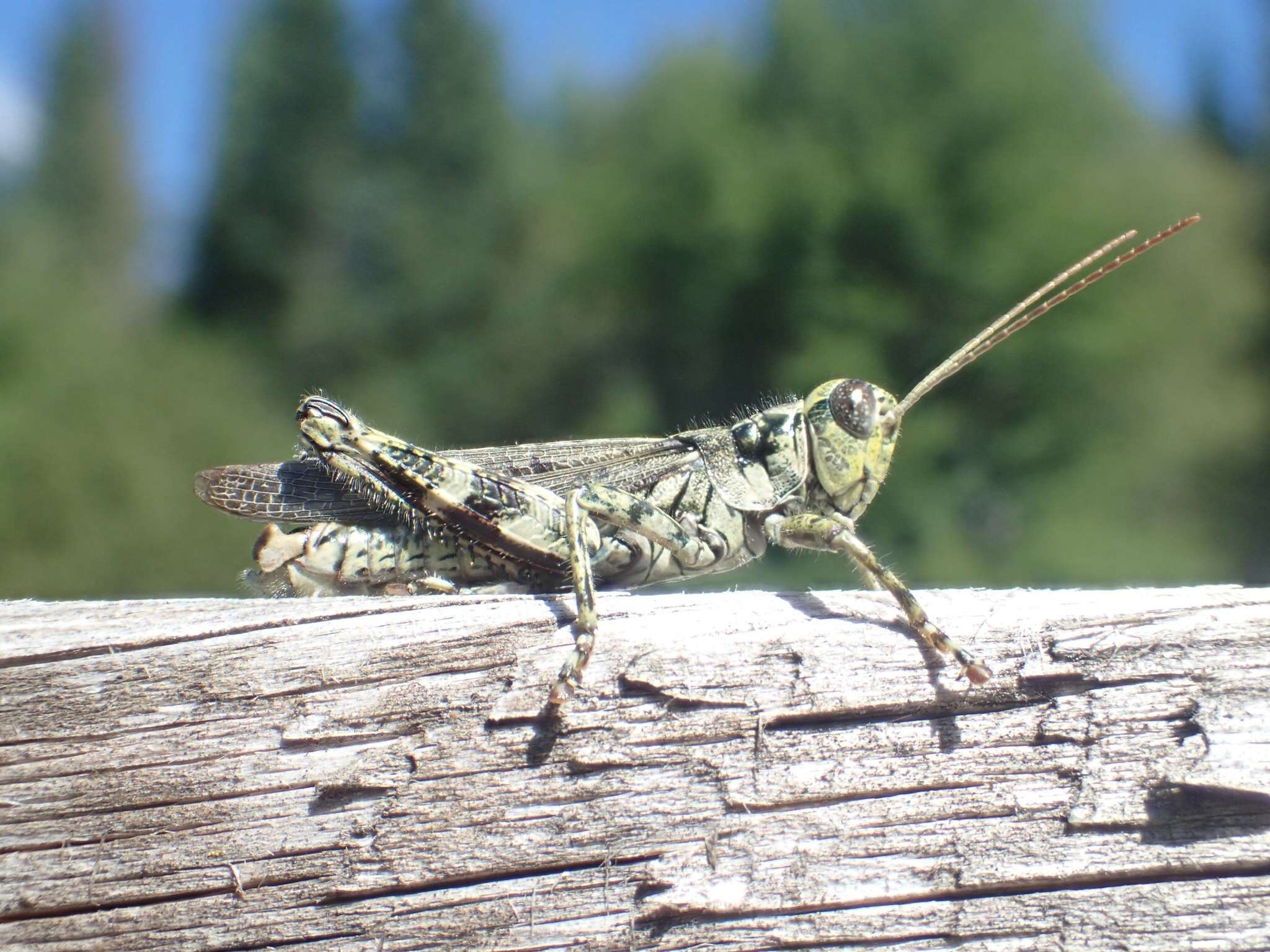 Image of Pine Tree Spur-throat Grasshopper