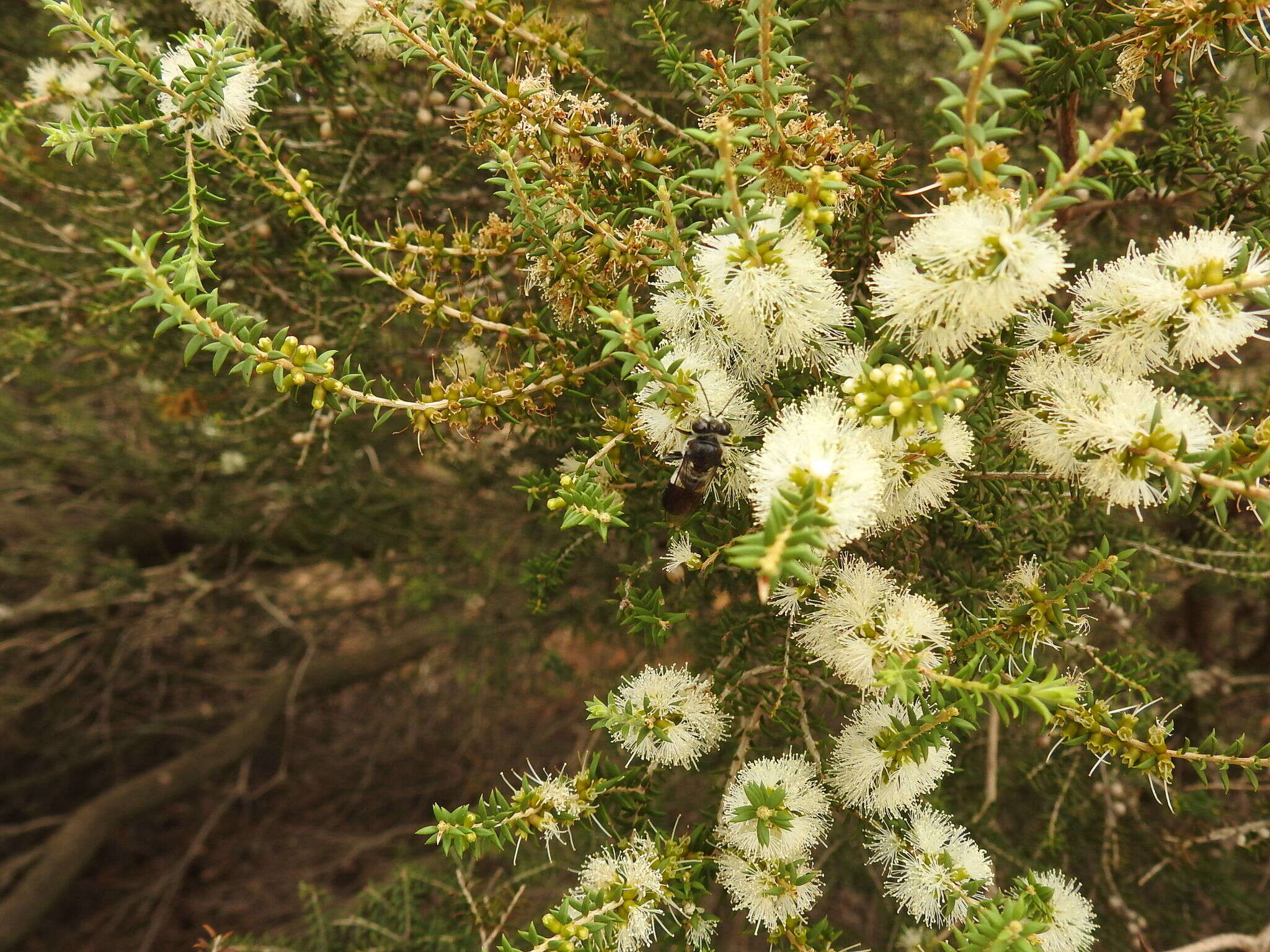 Plancia ëd Bembix vespiformis F. Smith 1856