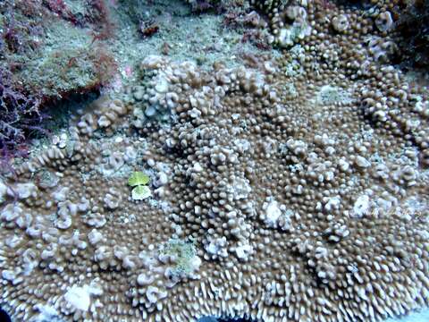 Image of pore coral