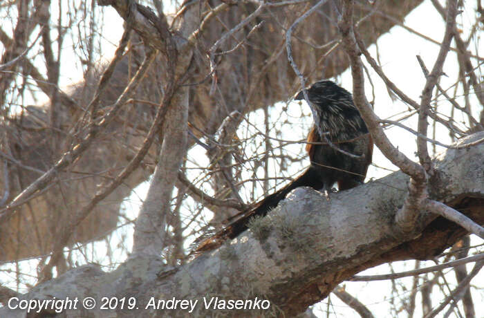 Image of Madagascar Coucal (Madagascar)