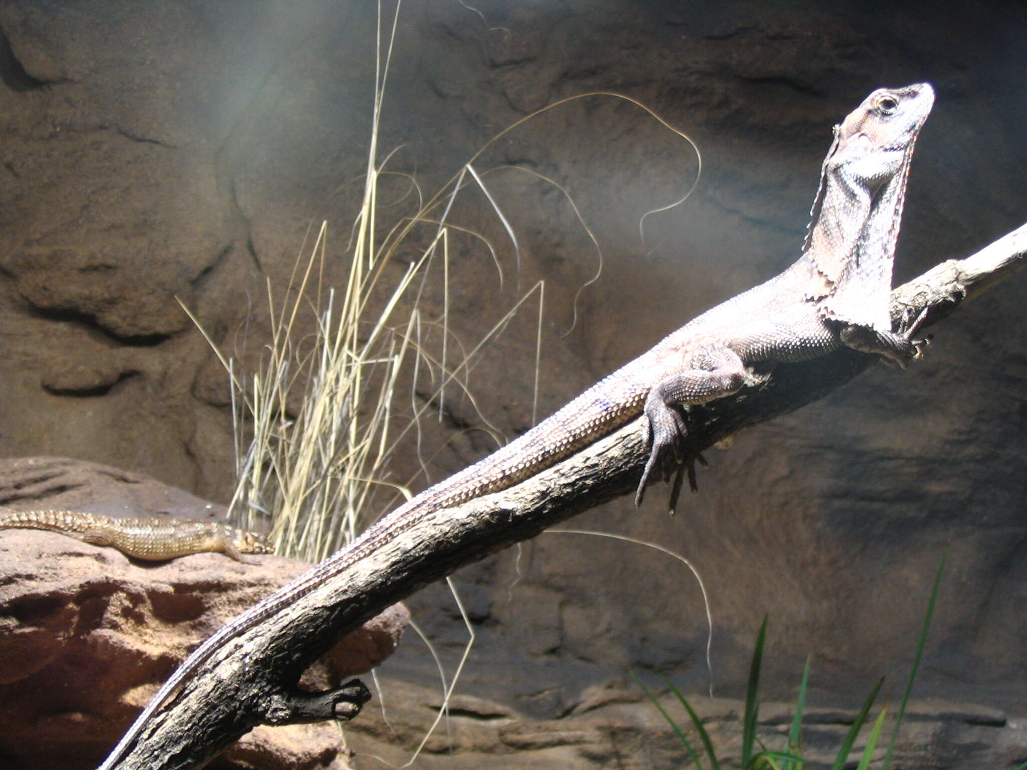 Image of Frilled Lizard