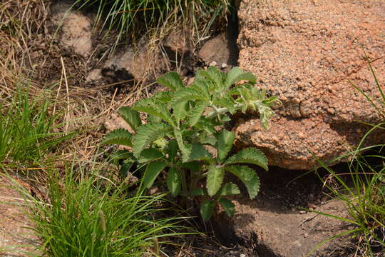 Plancia ëd Cyphostemma lanigerum (Harv.) Descoings ex Wild & R. B. Drumm.