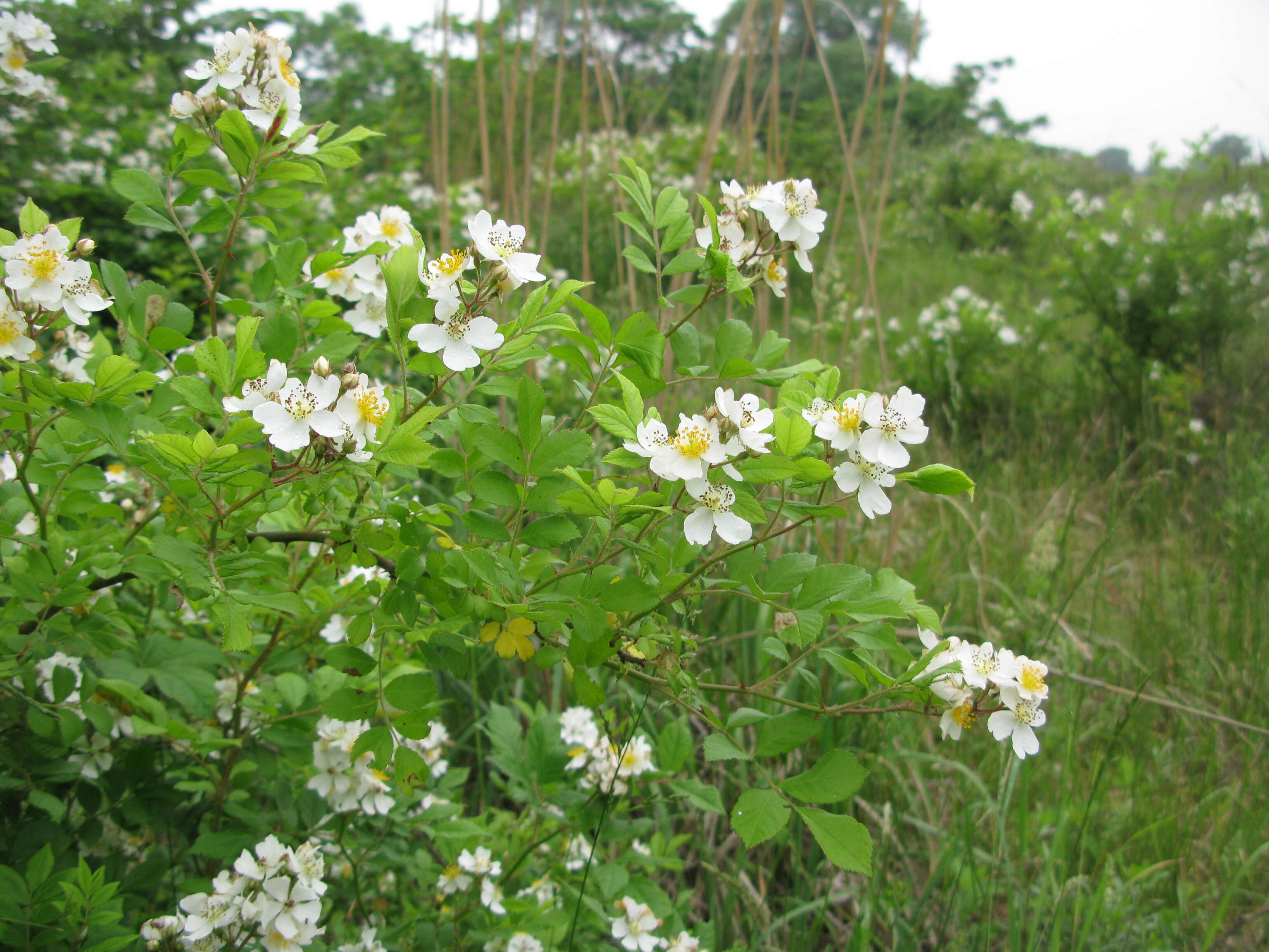 Image de Rosa multiflora Thunb.