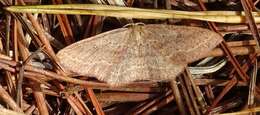 Image of Cyclophora maderensis Bethune-Baker 1891