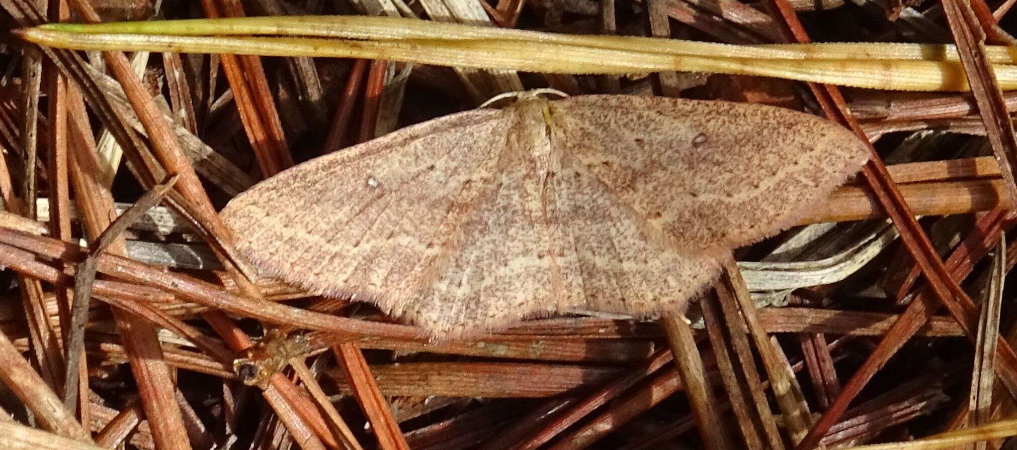 Image of Cyclophora maderensis Bethune-Baker 1891