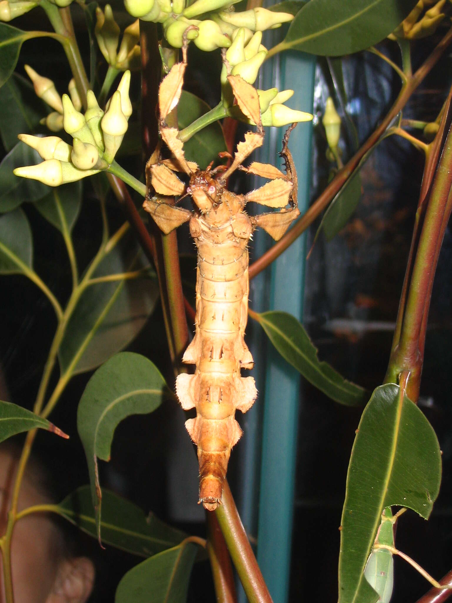 Image of giant stick insect