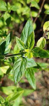 Image of Mentha australis R. Br.