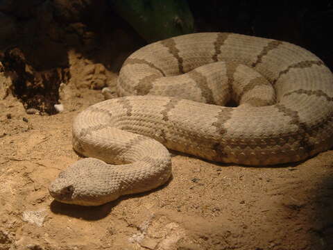 Crotalus lepidus (Kennicott 1861) resmi