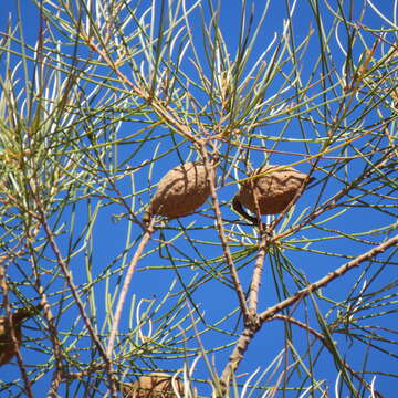 Image of Hakea persiehana F. Müll.