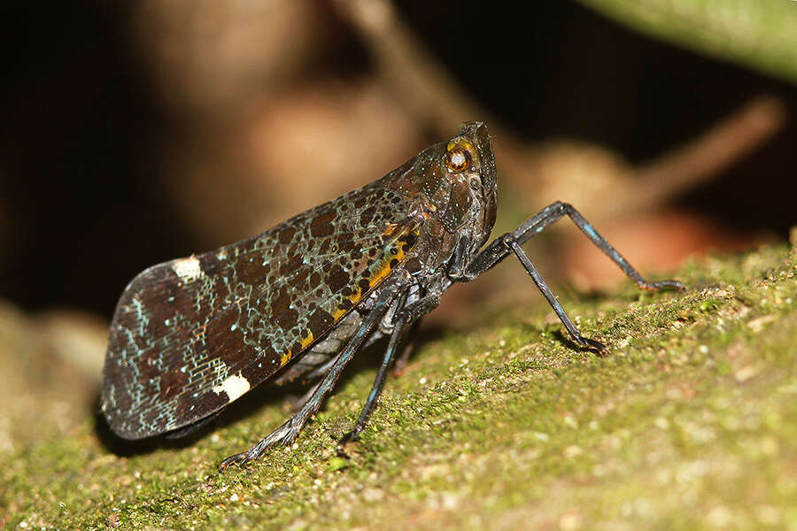 صورة Penthicodes (Ereosoma) variegata Guérin-Méneville 1829