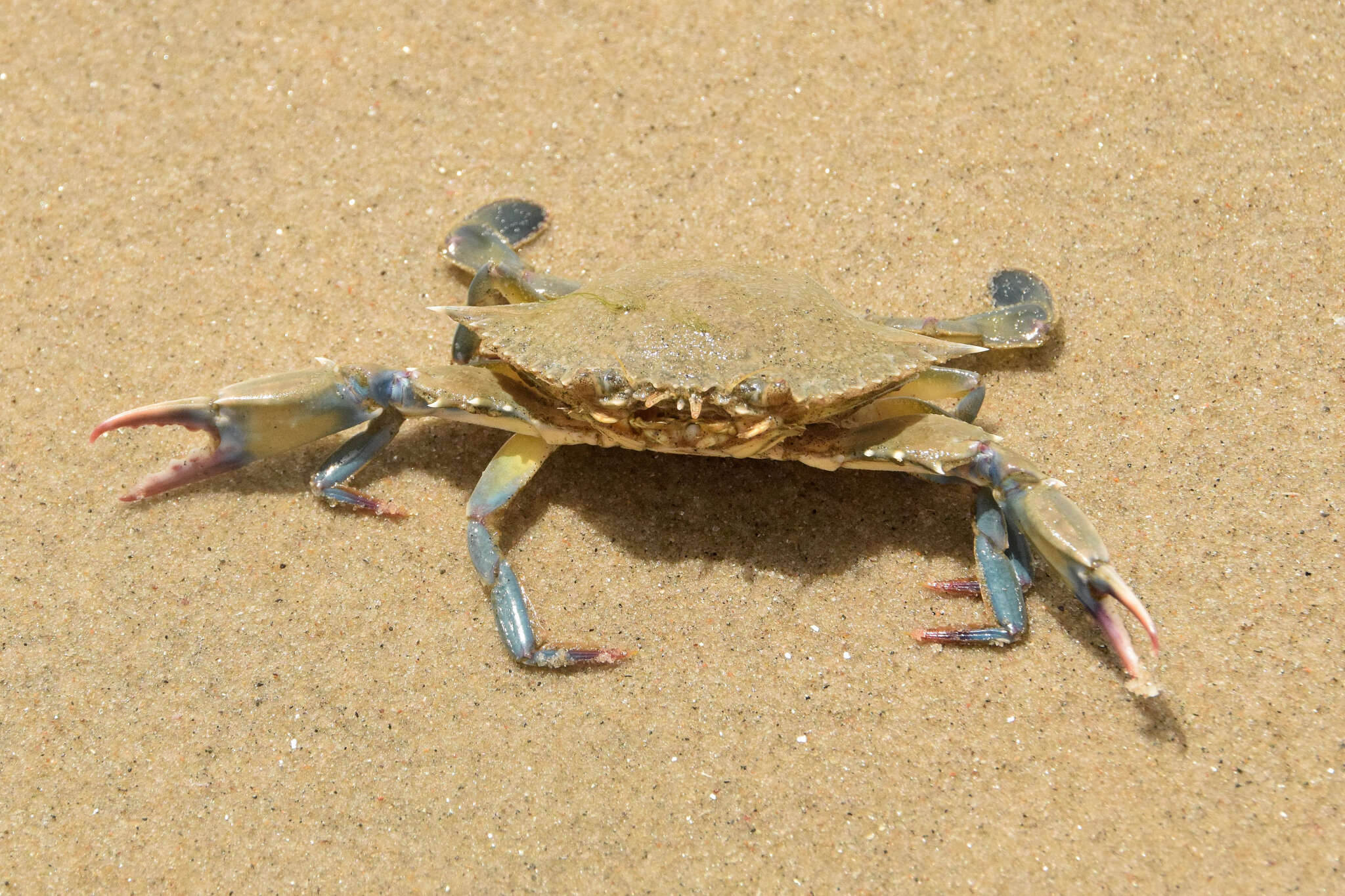 Image of Dana swimming crab