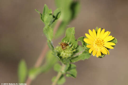 Image de Grindelia adenodonta (Steyerm.) G. L. Nesom