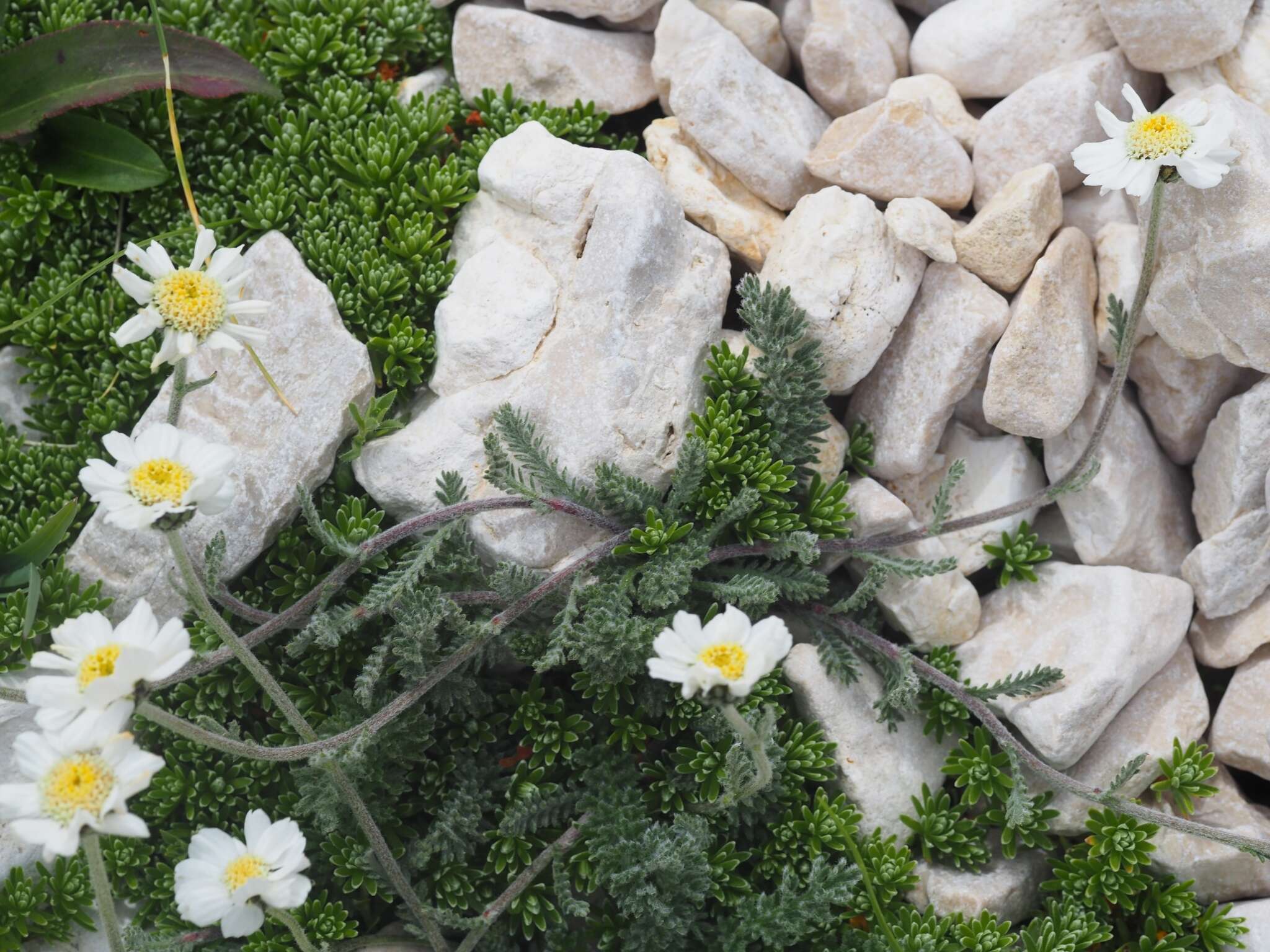 Image of Achillea barrelieri (Ten.) Sch. Bip.