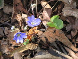 Plancia ëd Hepatica nobilis Schreb.