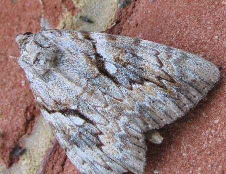 Image of Yellow-banded Underwing