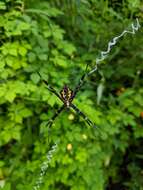 Image of Garden spider