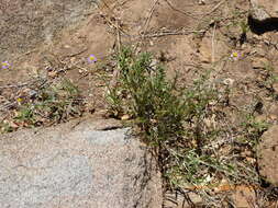 Image of Erigeron foliosus var. foliosus