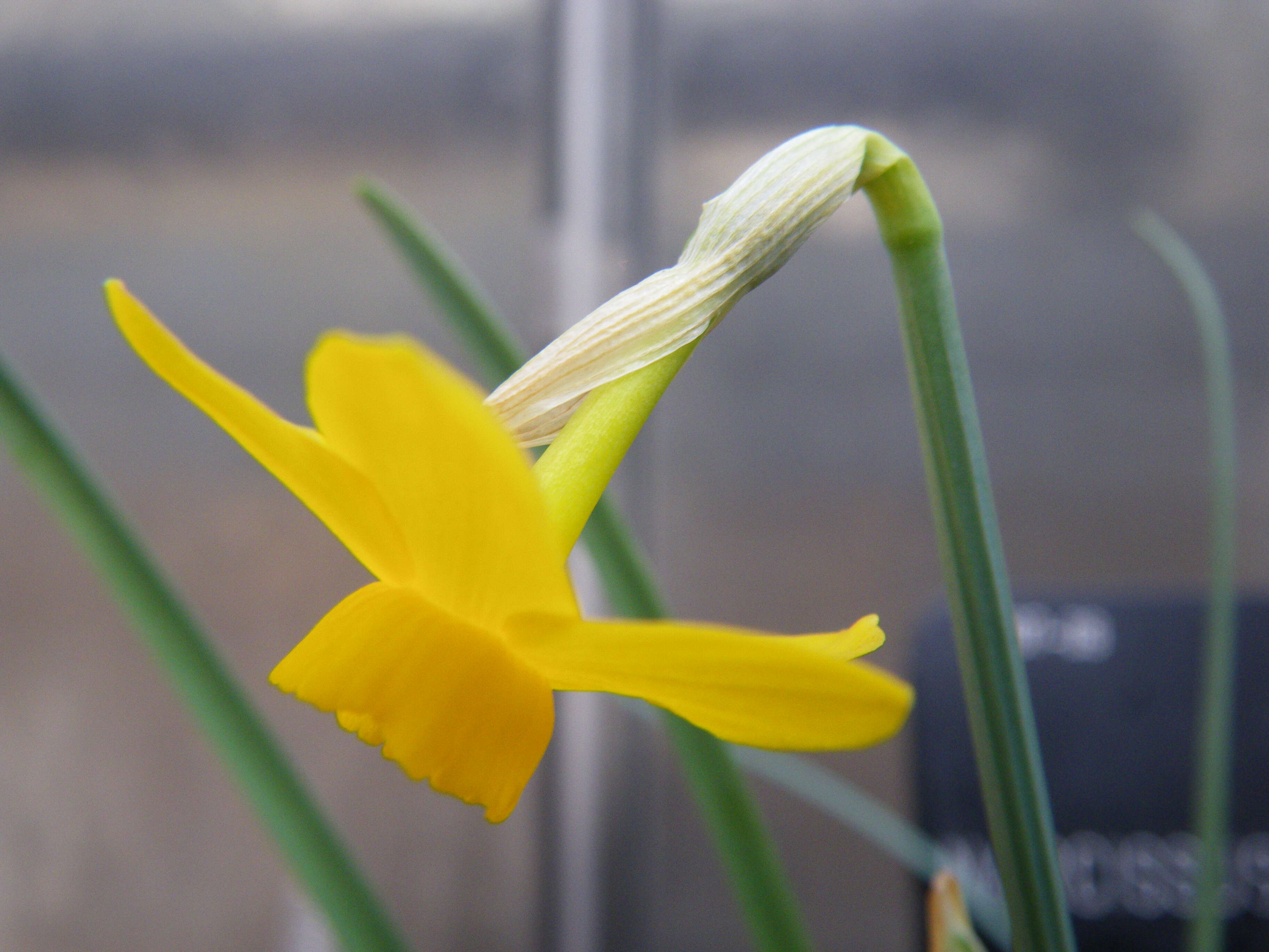 صورة Narcissus cuatrecasasii Fern. Casas, M. Laínz & Ruíz Rejón