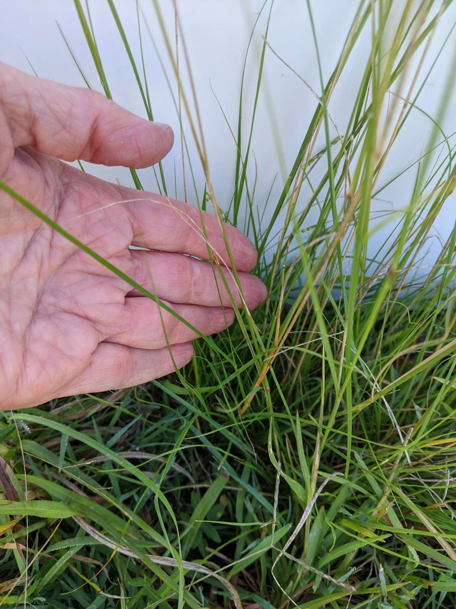 Image of elongate dropseed