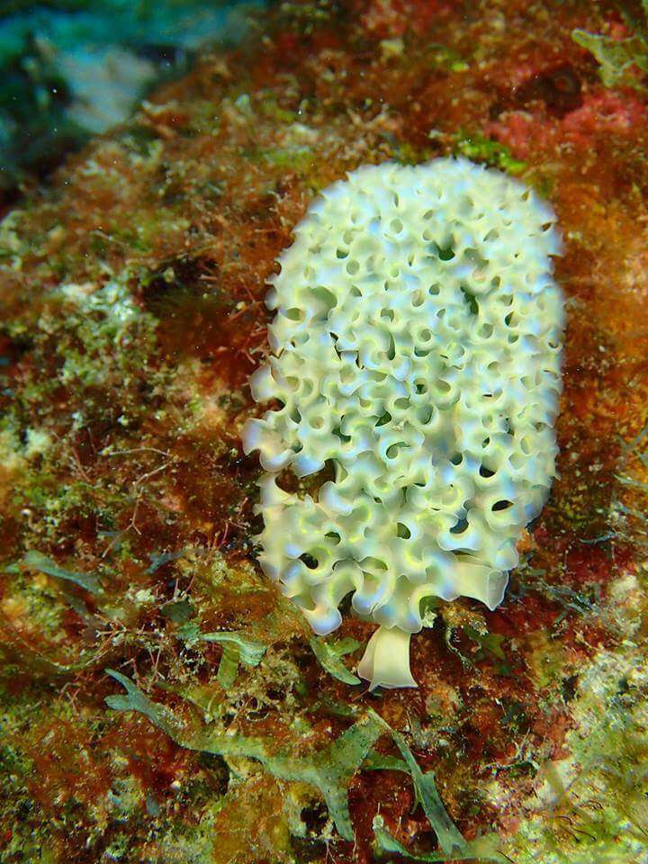 Image of lettuce sea slug