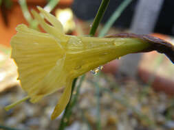 Image de Narcissus hedraeanthus (Webb & Heldr.) Colmeiro