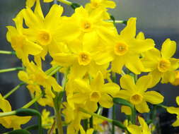 Image de Narcissus jonquilla L.