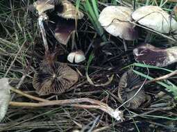 Plancia ëd Psilocybe gallaeciae Guzmán & M. L. Castro 2003