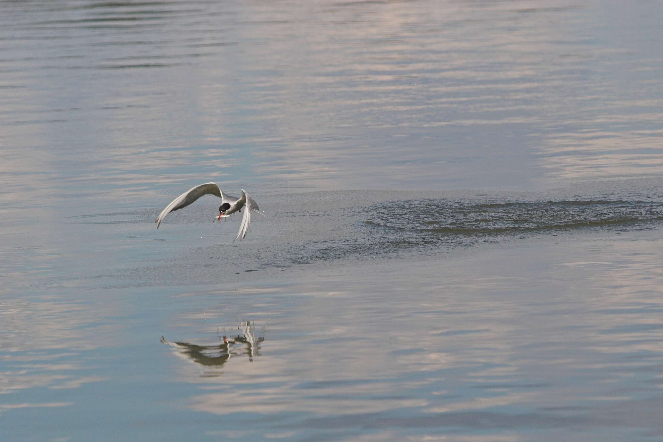 Image of Common Tern