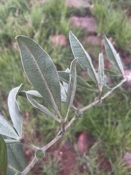 Image of Pearsonia grandifolia subsp. grandifolia