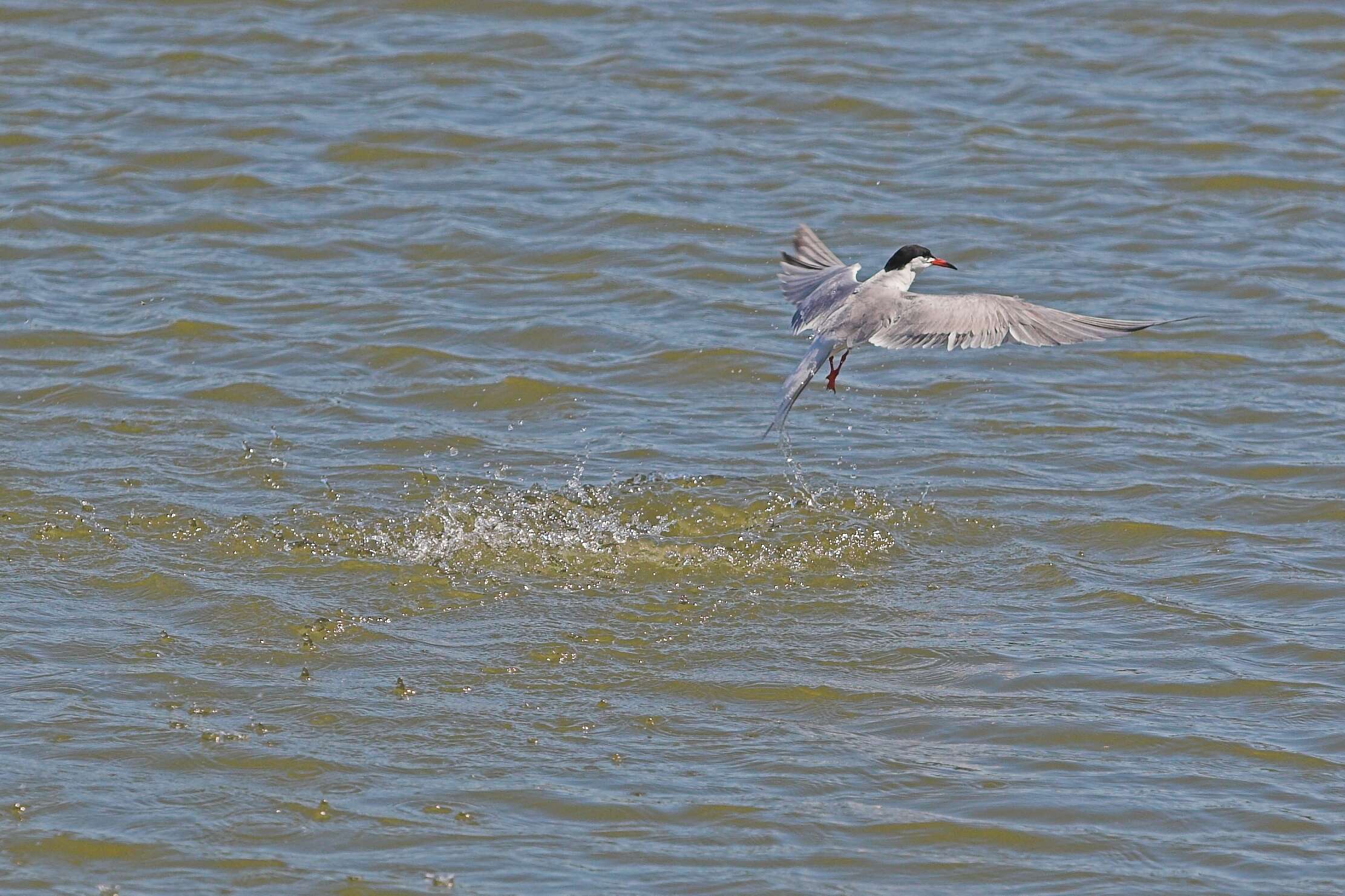 Image of Common Tern