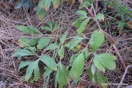 Image of Paeonia officinalis subsp. microcarpa (Boiss. & Reuter) Nyman