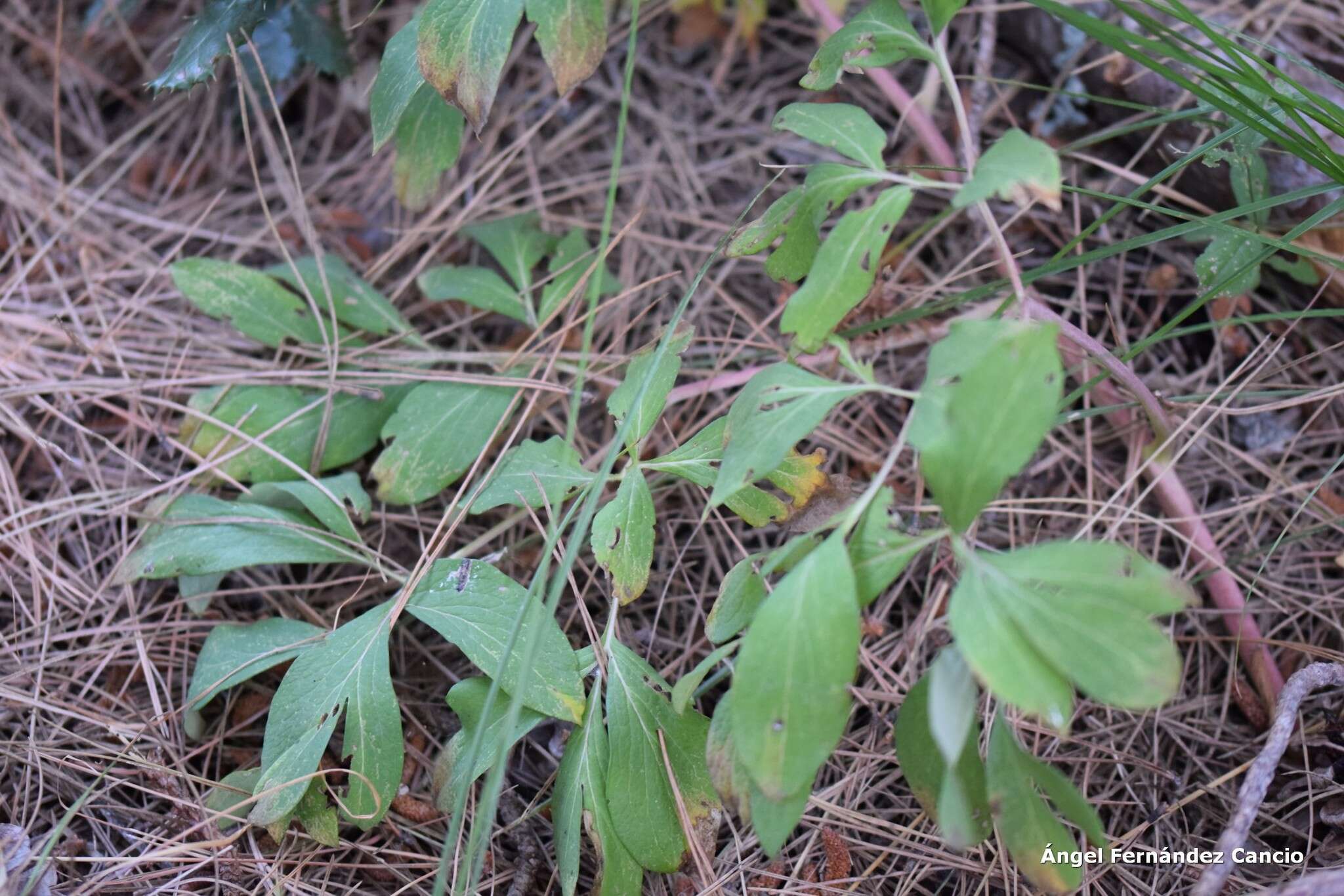 Image of Paeonia officinalis subsp. microcarpa (Boiss. & Reuter) Nyman